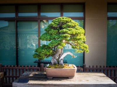 How Much Light Does a Bonsai Tree Need