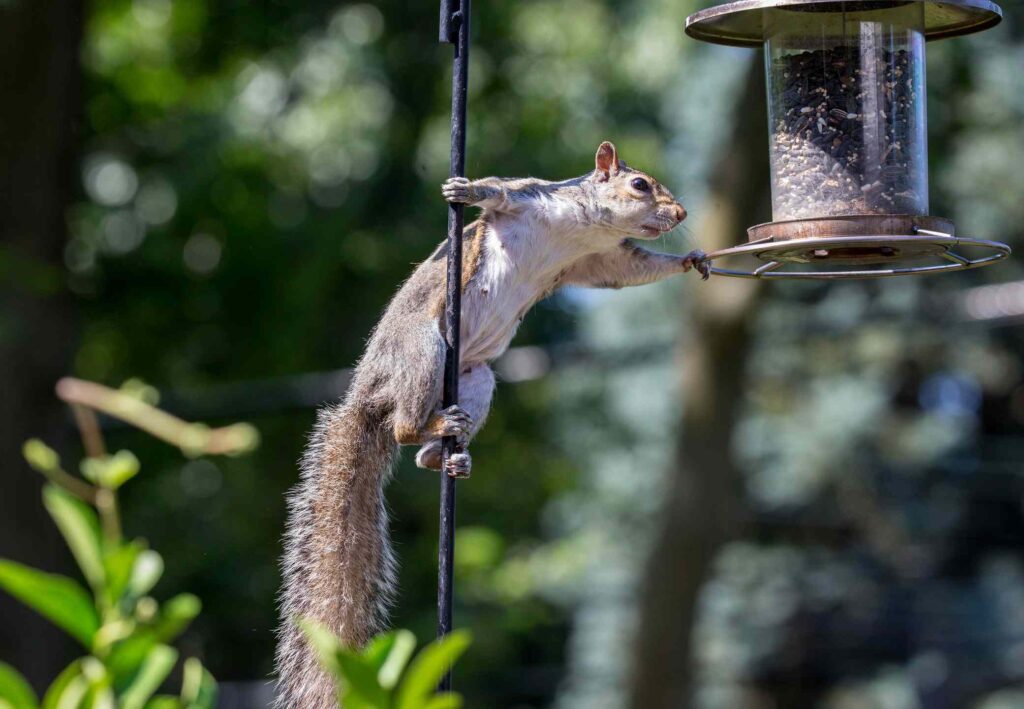 Knowing the Attraction Elements and Measures to Repel These Rodents