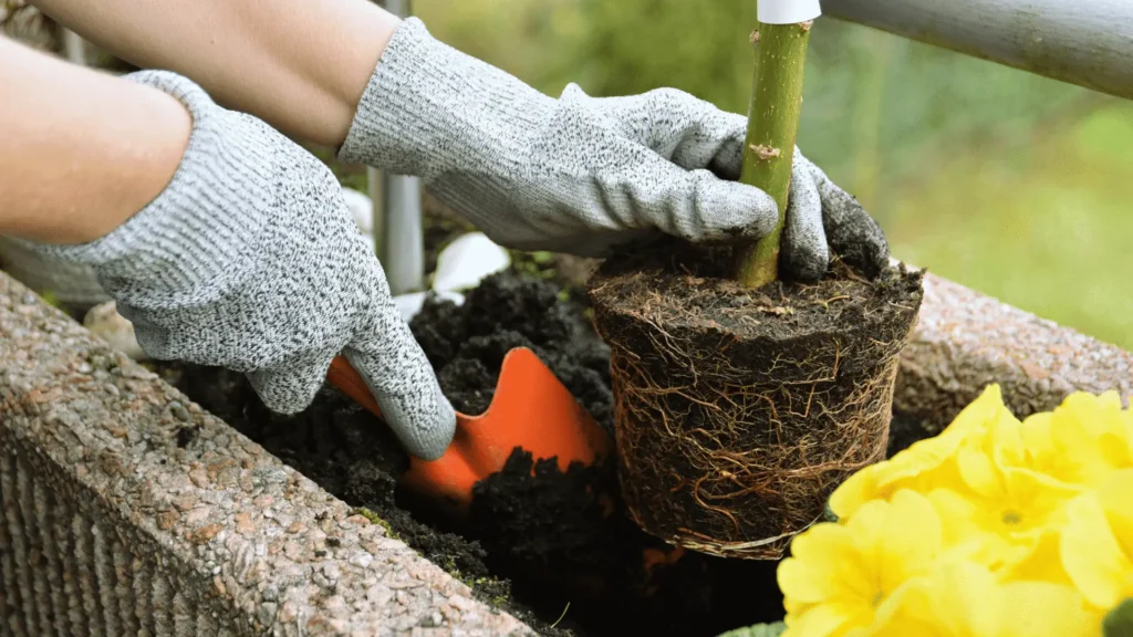 Potting Soil Lifespan