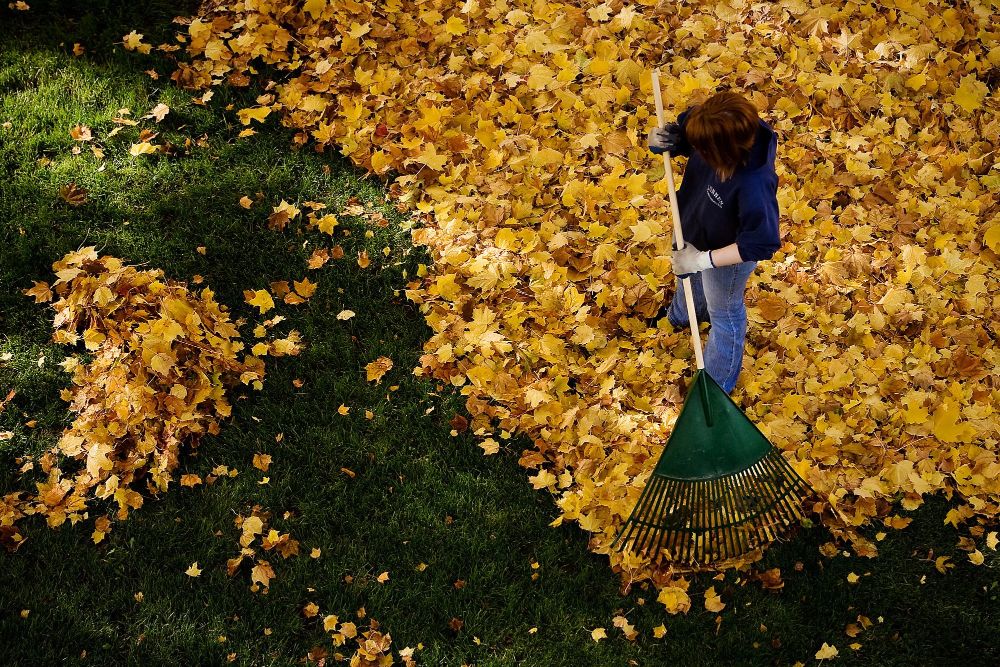 Rake Leaves: