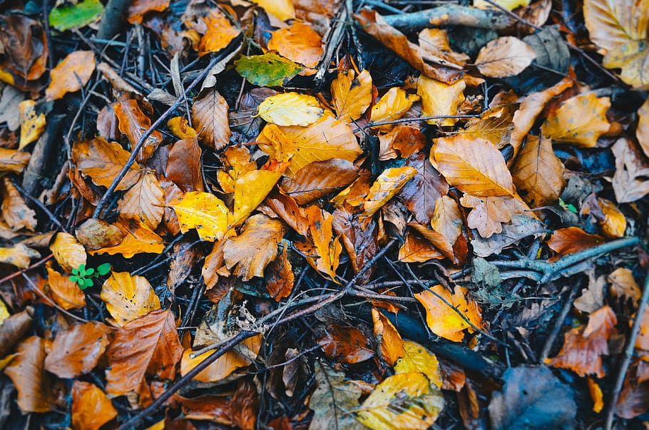 Raking Dry vs. Wet Leaves