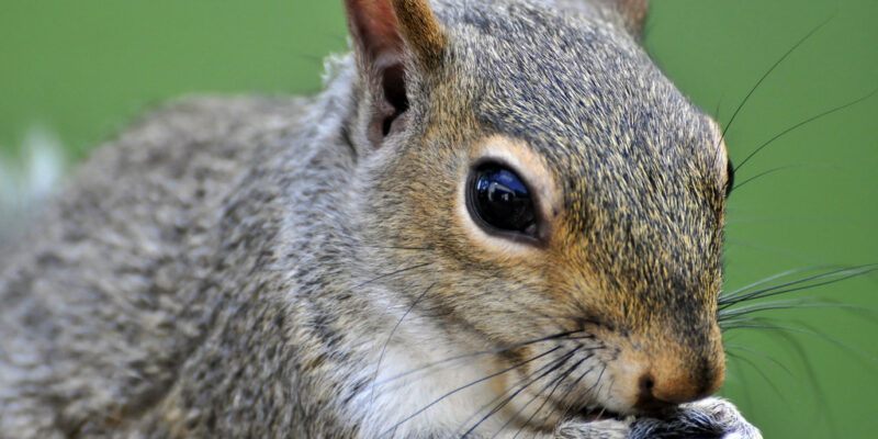 What Are the Benefits of Squirrels in Your Yard?