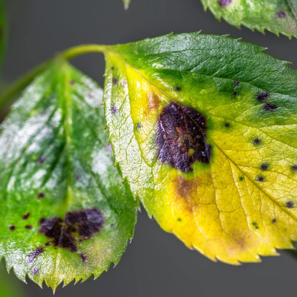 What Causes Bonsai Plants to Turn Yellow