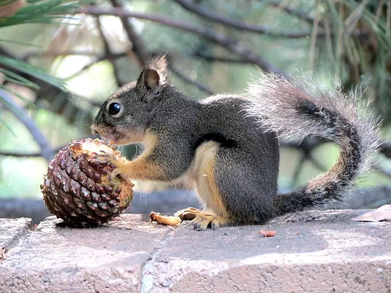 What Do Squirrels Eat?