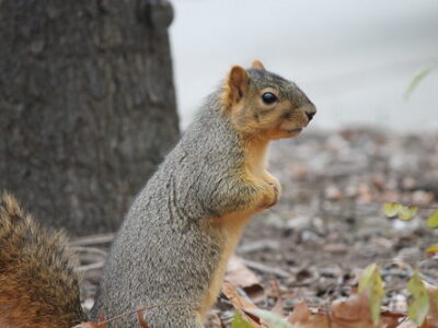 What Does Squirrel Taste Like