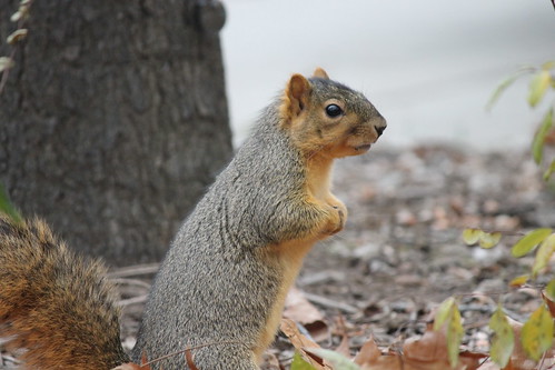 What Does Squirrel Taste Like