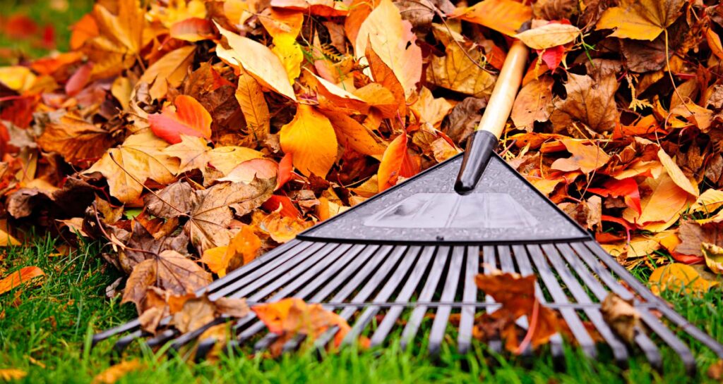 What Happens When You Rake Fallen Leaves?