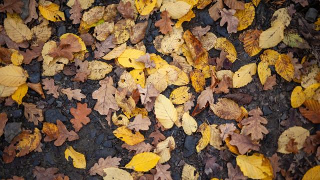 What Happens if You Don't Rake Your Leaves