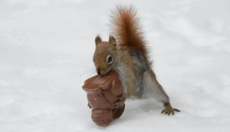  A squirrel nibbling on a chocolate bar