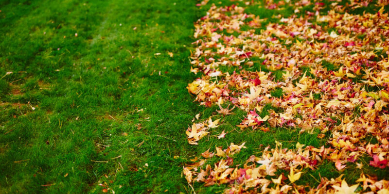 What Month Should You Rake Leaves?