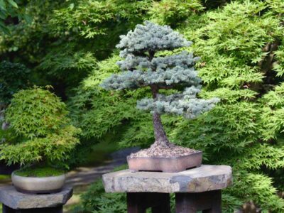 What Should You Not Do with a Bonsai Tree?