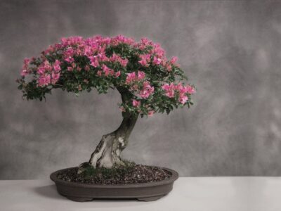 When Do Bonsai Trees Turn Pink