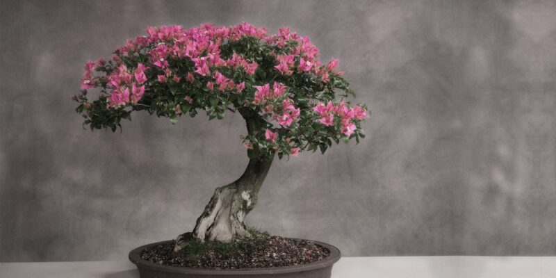 When Do Bonsai Trees Turn Pink