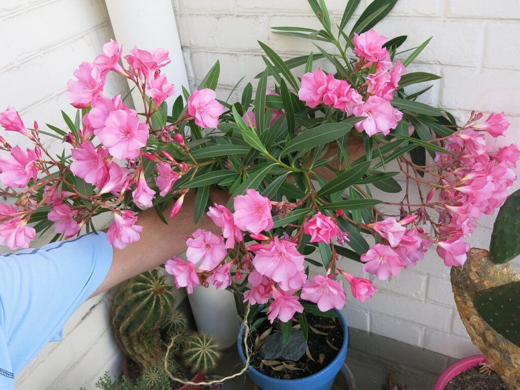 Pink Bonsai Trees