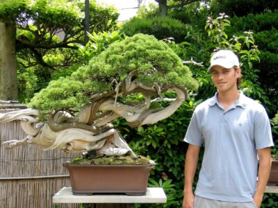 Where to Buy a Bonsai Tree