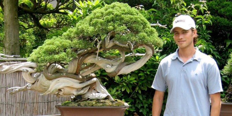 Where to Buy a Bonsai Tree