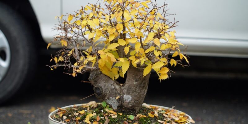 Yellow,Leaves,Bonsai,In,A,Roadside,Japan