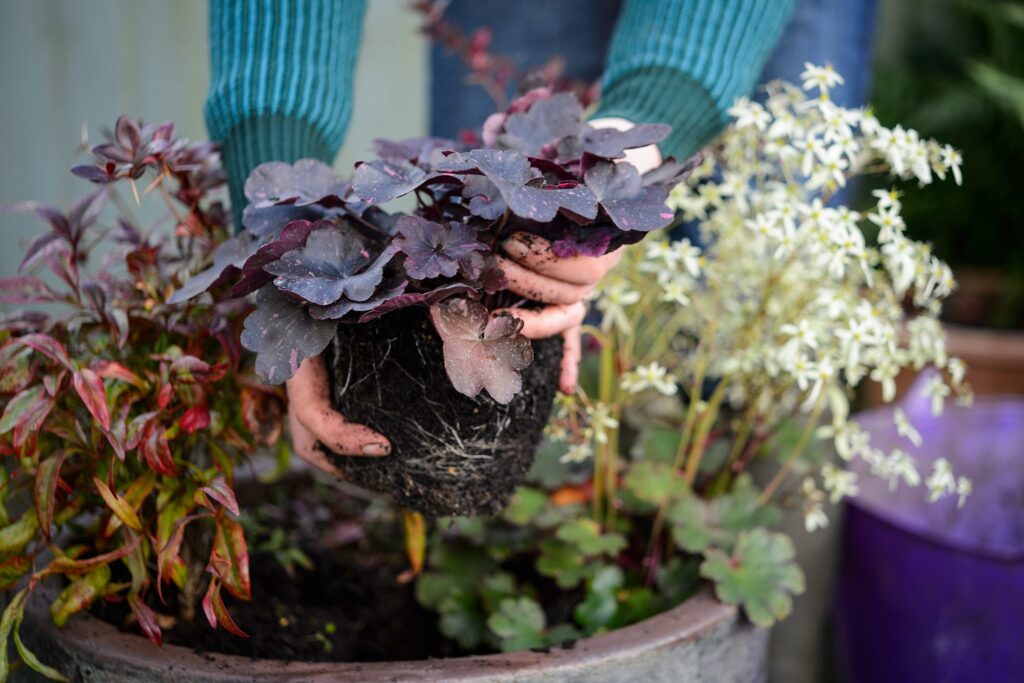 A person gently holding a potted plant,