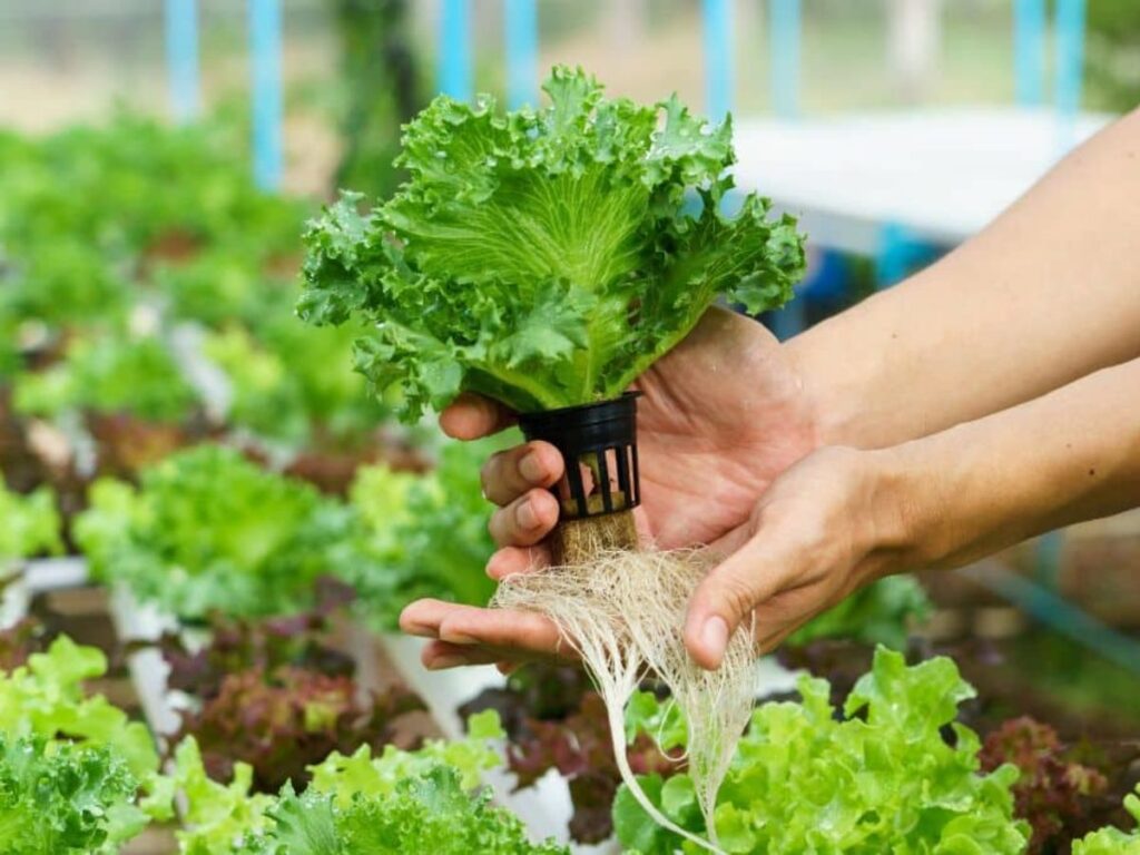 Advantages of Hydroponic Farming