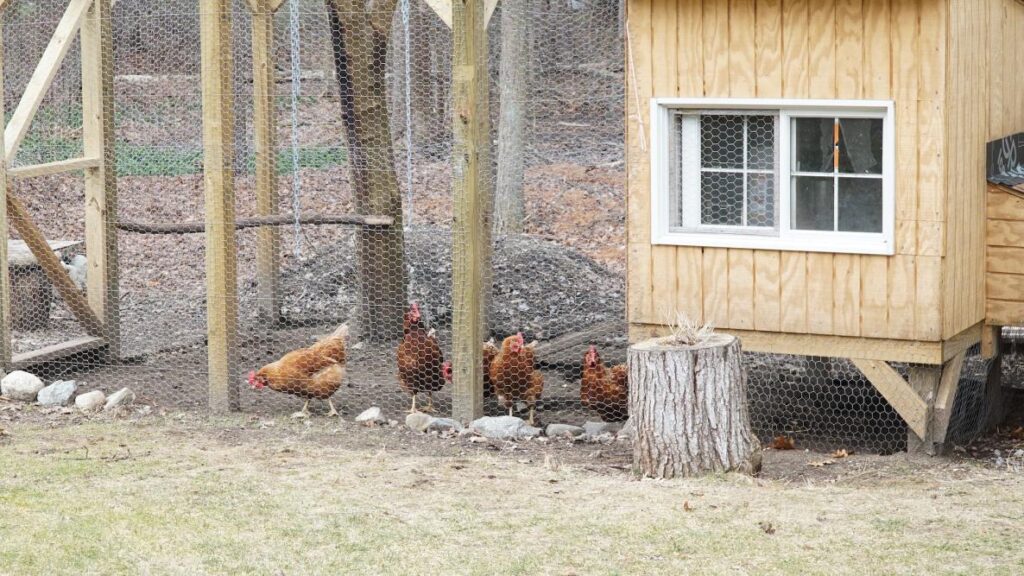 Benefits of Elevated Chicken Coop