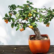 Can Apple Seeds Go in a Bonsai Pot