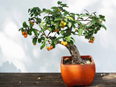 Can Apple Seeds Go in a Bonsai Pot