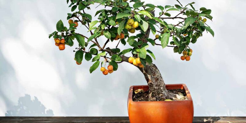 Can Apple Seeds Go in a Bonsai Pot