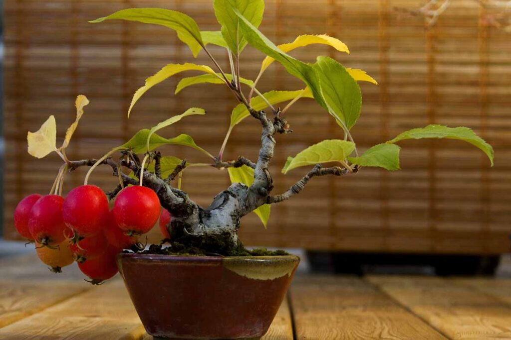 Getting Small Leaves on Apple Bonsai