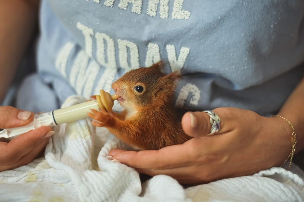 Do Squirrels Make Good Pets?