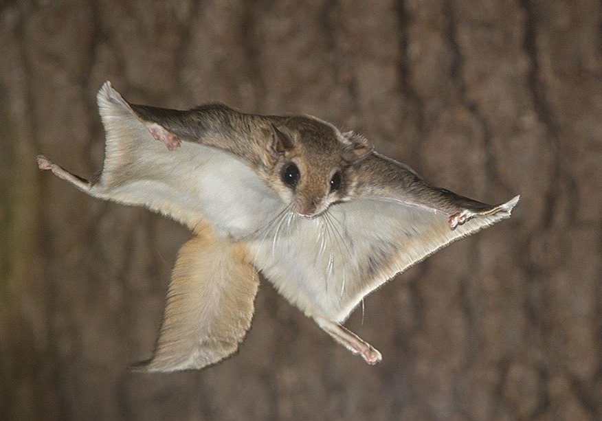 Flying Squirrels