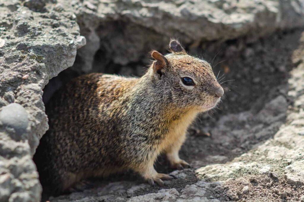 Ground Nests (Burrows)