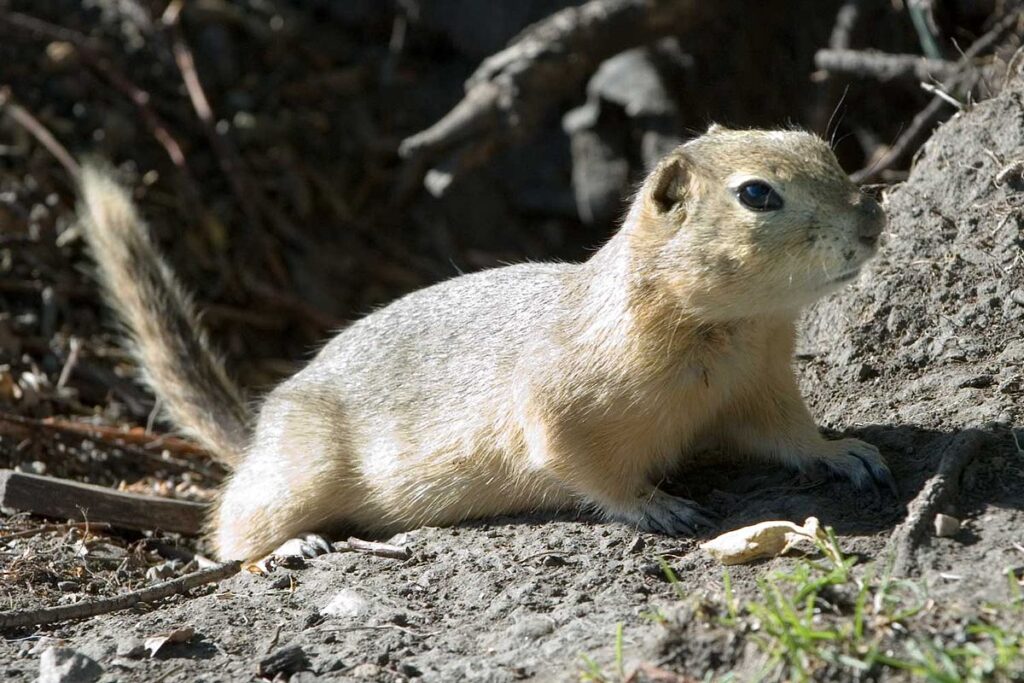 Ground Squirrels