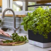 How to Trim Basil for Growth Aerogarden