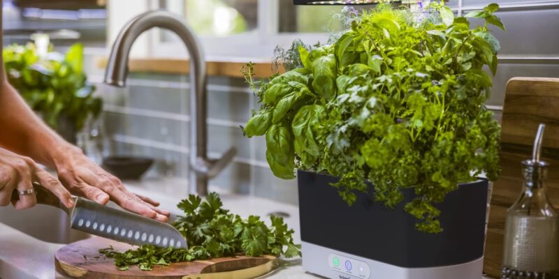 How to Trim Basil for Growth Aerogarden