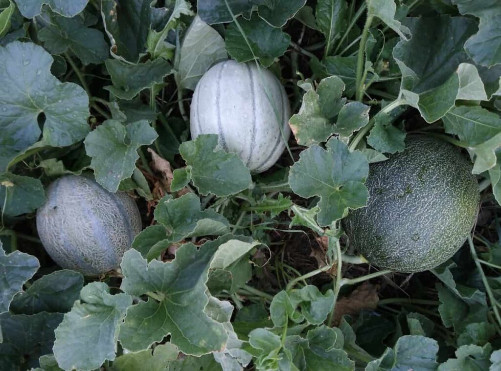 Squash and Melon