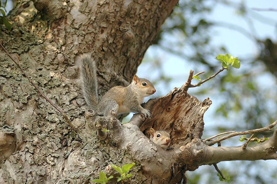 The Number of Squirrels in a Nest