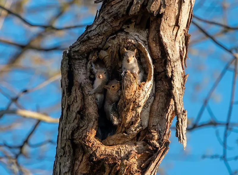 Tree Nests (Dreys)