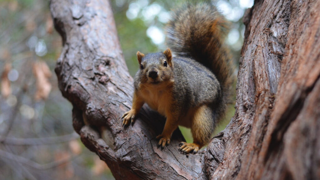 Tree Squirrels