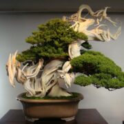 What is the Average Lifespan of a Bonsai Tree?