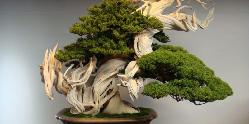 What is the Average Lifespan of a Bonsai Tree?