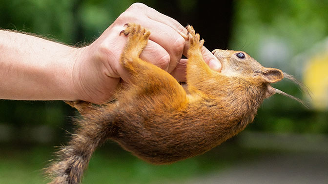 What to Do if Bitten by a Squirrel