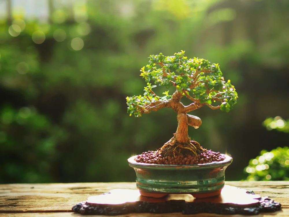 What's a Bonsai Tree?