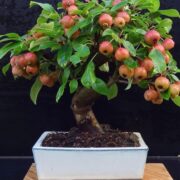 When to Prune Crab Apple Bonsai