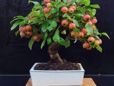 When to Prune Crab Apple Bonsai