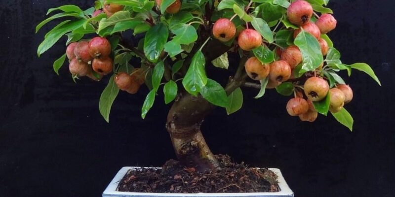 When to Prune Crab Apple Bonsai