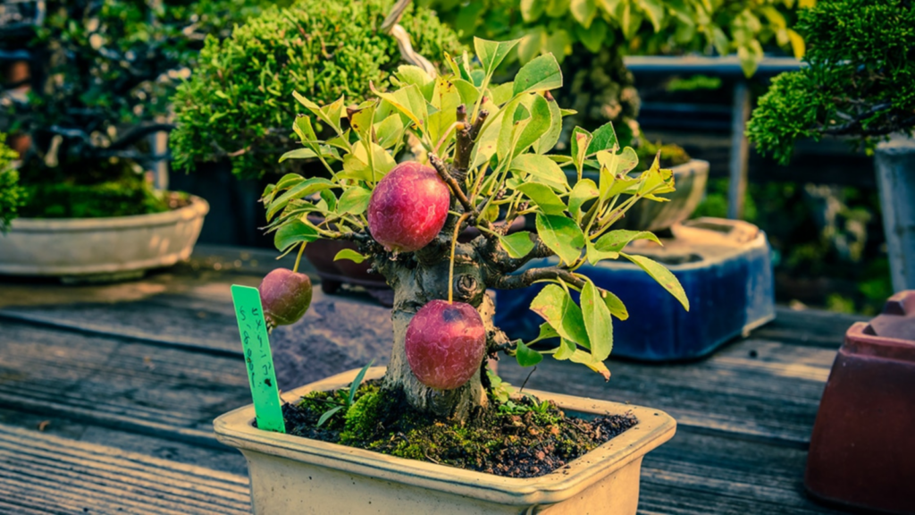 Why Apple Trees Make a Good Bonsai