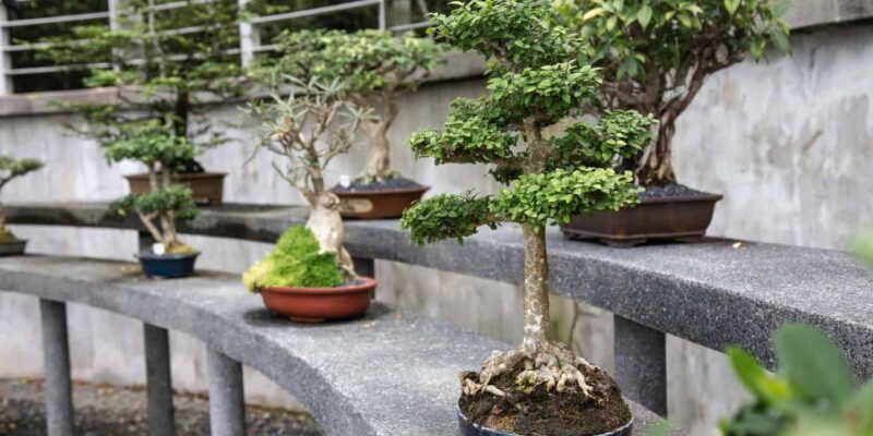 how long do bonsai trees take to grow