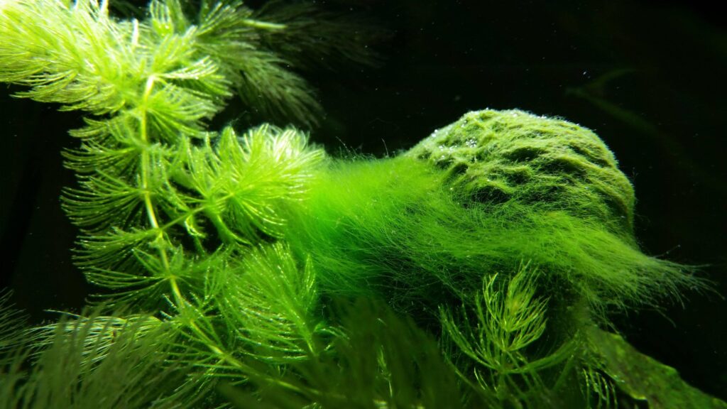 Algae