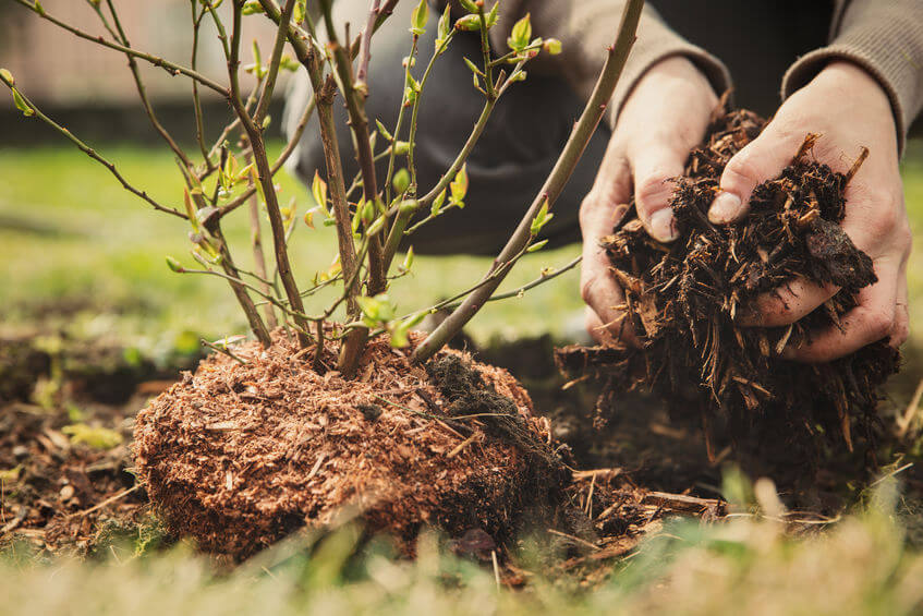 Alternatives to Vinegar as a Weed Killer