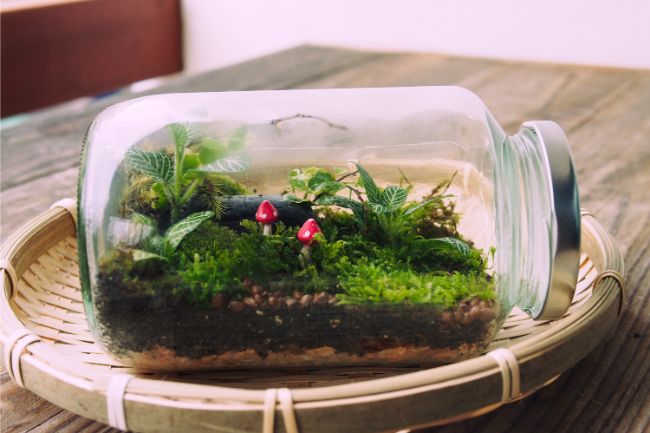 Assembling Your Terrarium